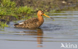 Black-tailed Godwit (Limosa limosa) 