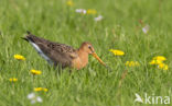 Black-tailed Godwit (Limosa limosa) 