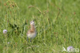 Black-tailed Godwit (Limosa limosa) 