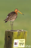 Black-tailed Godwit (Limosa limosa) 