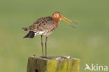 Black-tailed Godwit (Limosa limosa) 