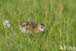 Black-tailed Godwit (Limosa limosa) 