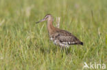 Black-tailed Godwit (Limosa limosa) 