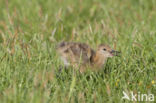 Black-tailed Godwit (Limosa limosa) 