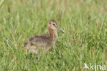 Black-tailed Godwit (Limosa limosa) 