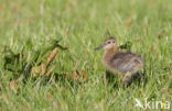 Grutto (Limosa limosa) 