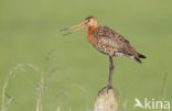 Black-tailed Godwit (Limosa limosa) 