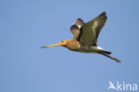 Black-tailed Godwit (Limosa limosa) 