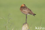 Black-tailed Godwit (Limosa limosa) 