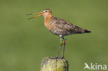 Black-tailed Godwit (Limosa limosa) 