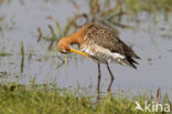 Grutto (Limosa limosa) 