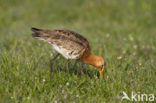 Black-tailed Godwit (Limosa limosa) 