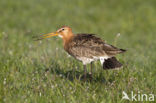 Grutto (Limosa limosa) 