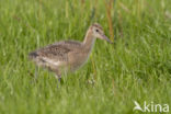 Black-tailed Godwit (Limosa limosa) 