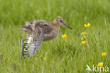 Grutto (Limosa limosa) 