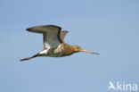 Black-tailed Godwit (Limosa limosa) 