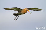 Black-tailed Godwit (Limosa limosa) 