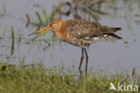 Black-tailed Godwit (Limosa limosa) 