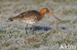 Black-tailed Godwit (Limosa limosa) 
