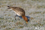 Black-tailed Godwit (Limosa limosa) 