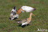 Black-tailed Godwit (Limosa limosa) 