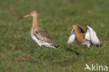 Black-tailed Godwit (Limosa limosa) 