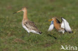 Grutto (Limosa limosa) 