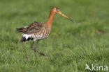 Grutto (Limosa limosa) 