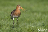 Grutto (Limosa limosa) 