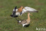 Grutto (Limosa limosa) 