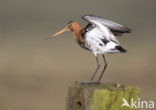 Grutto (Limosa limosa) 