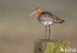 Grutto (Limosa limosa) 