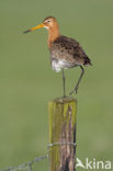 Grutto (Limosa limosa) 