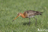 Grutto (Limosa limosa) 