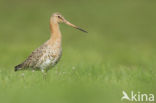 Grutto (Limosa limosa) 