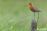 Black-tailed Godwit (Limosa limosa) 