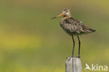 Grutto (Limosa limosa) 