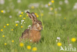 Brown Hare (Lepus europaeus)