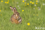 Brown Hare (Lepus europaeus)