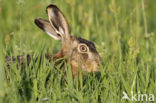 Brown Hare (Lepus europaeus)
