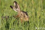 Haas (Lepus europaeus)