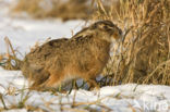 Brown Hare (Lepus europaeus)