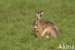 Brown Hare (Lepus europaeus)