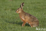 Brown Hare (Lepus europaeus)