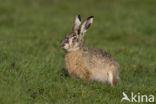 Haas (Lepus europaeus)