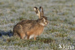 Haas (Lepus europaeus)