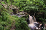 Hareshaw Linn