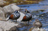 Harlequin (Histrionicus histrionicus)