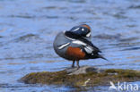 Harlequin (Histrionicus histrionicus)