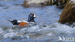 Harlequin (Histrionicus histrionicus)